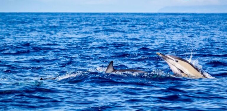 Terceira: Boat Tour and Swimming with Dolphins - Who Should Consider This Tour?