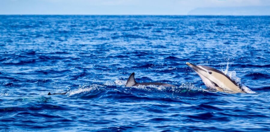 Terceira: Boat Tour and Swimming with Dolphins - Who Should Consider This Tour?