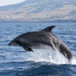 Terceira: Half-Day Dolphin and Whale Watching Tour - Who Will Love This Tour?