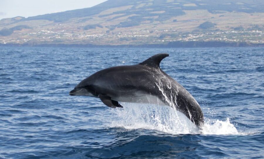 Terceira: Half-Day Dolphin and Whale Watching Tour - Who Will Love This Tour?