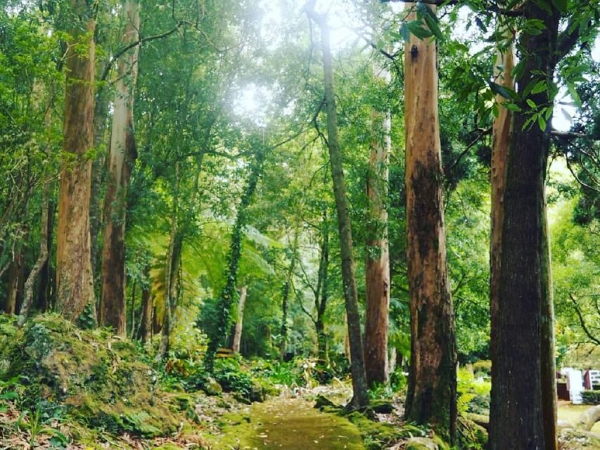 Terceira Island : Half-Day Van Tour on the West Coast - The Value of This Tour