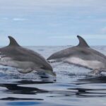 Terceira Island : Whale and Dolphin Watching boat excursion - Who Is This Tour Best For?