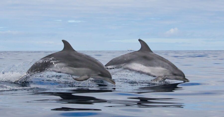 Terceira Island : Whale and Dolphin Watching boat excursion - Who Is This Tour Best For?