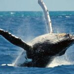 Terceira Island Whale Watching and Jeep Tour - Final Thoughts