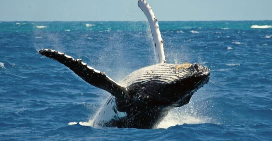 Terceira Island Whale Watching and Jeep Tour - Final Thoughts