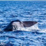 Terceira: Whale and Dolphin Watching in a Zodiac Boat - The Itinerary Breakdown