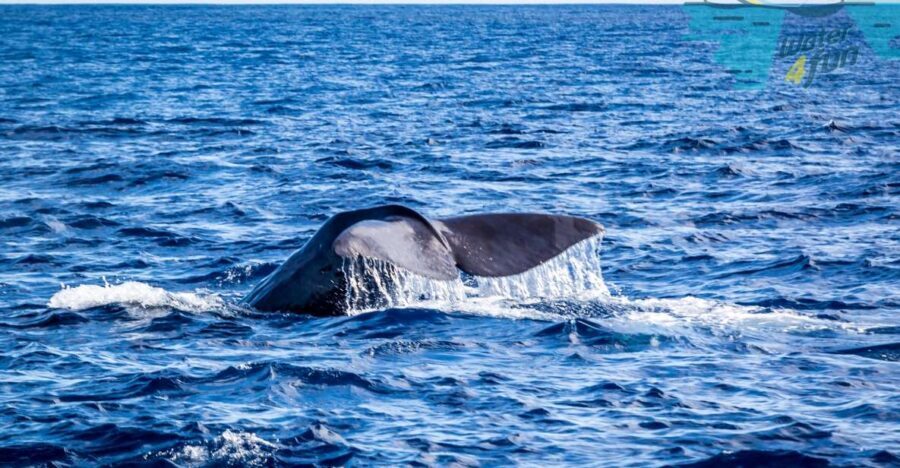 Terceira: Whale and Dolphin Watching in a Zodiac Boat - The Itinerary Breakdown