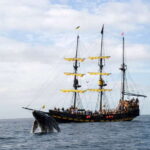 Thar She Blows! Whale Watching Pirate Cruise - The Sum Up