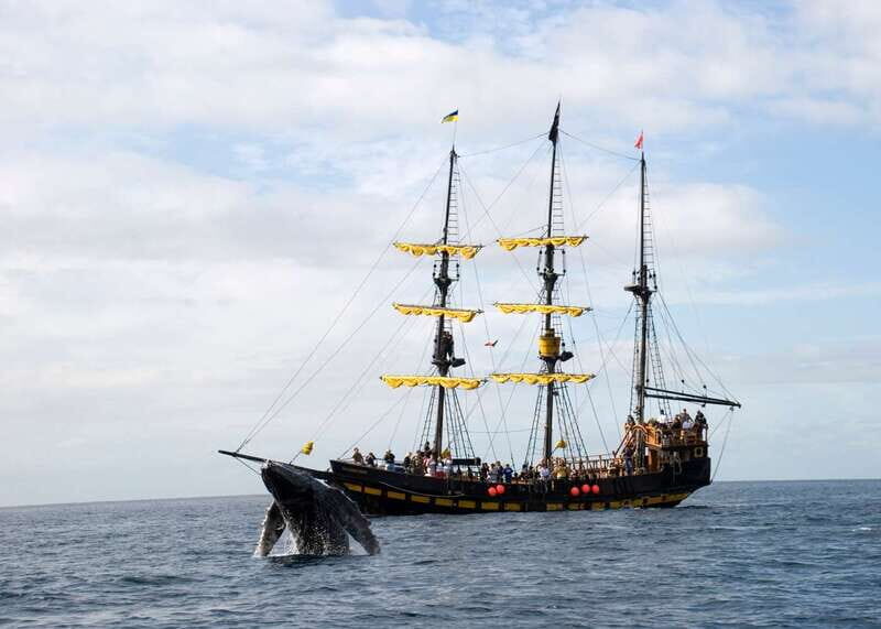 Thar She Blows! Whale Watching Pirate Cruise - The Sum Up