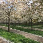 The Alnwick Garden: Entry Ticket - A Practical Look at The Alnwick Garden