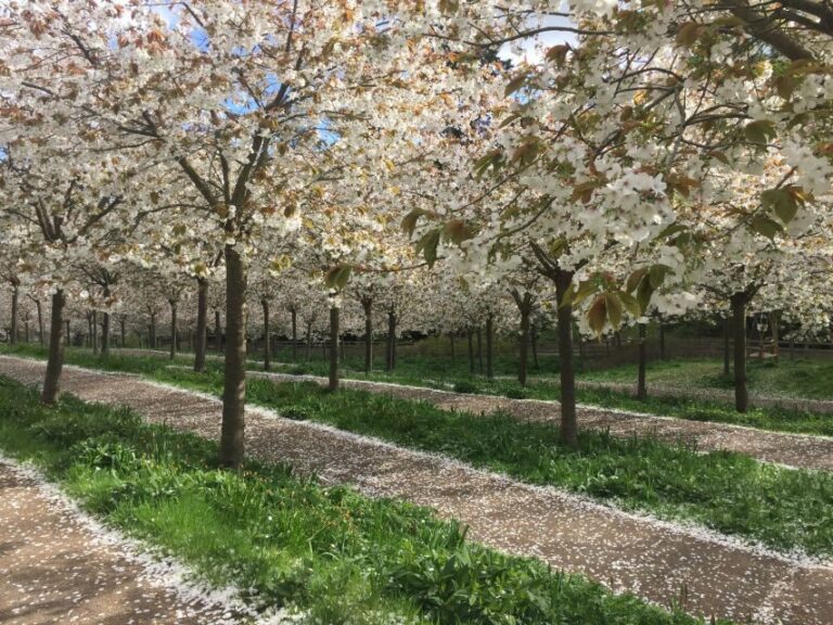 The Alnwick Garden: Entry Ticket - A Practical Look at The Alnwick Garden