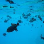 The Best Maui 3 Hour Molokini and Turtle Town Snorkel - Who Will Love This Tour?