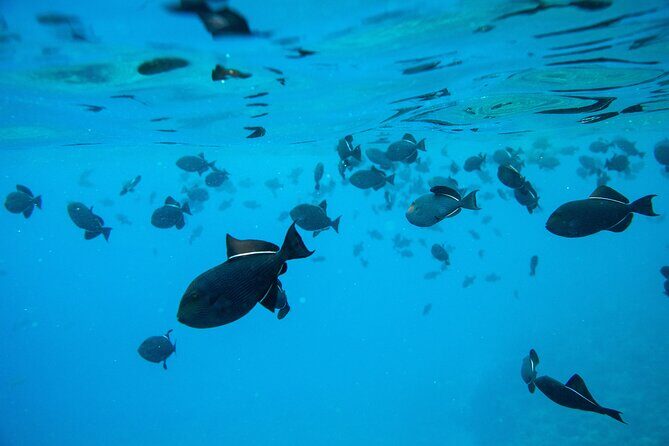 The Best Maui 3 Hour Molokini and Turtle Town Snorkel - Who Will Love This Tour?