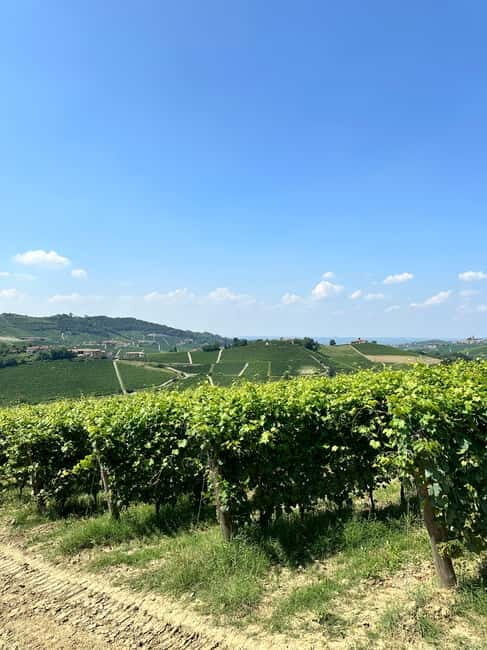 The Best of the Langhe: Wine Tasting & Traditional Meal - Exploring the Heart of Piedmont: What You Can Expect