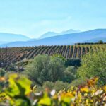 The Best Winery & Tasting Tour in Nemea.Enjoy a unique all day wine tasting tour - Final Thoughts