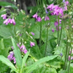 THE BOTANICAL GARDENS OF AOSTA VALLEY - The Itinerary and Logistics