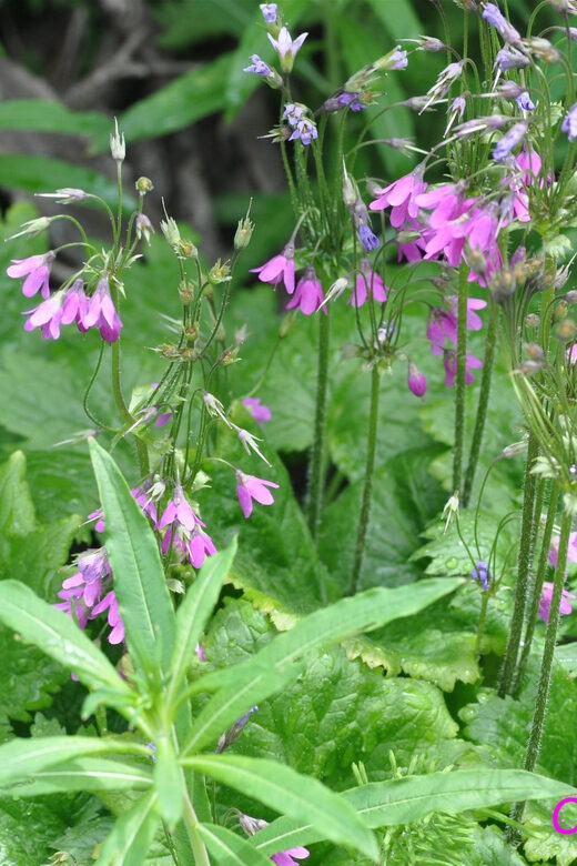 THE BOTANICAL GARDENS OF AOSTA VALLEY - The Itinerary and Logistics