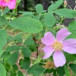 The Canmore History Tour - 1.5H Walk - Who Will Love This Tour?