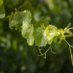 The Châteaux of Grès de Montpellier & Wine Tasting - Why This Tour Stands Out