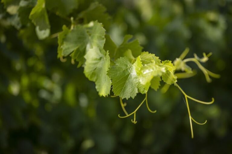 The Châteaux of Grès de Montpellier & Wine Tasting - Why This Tour Stands Out