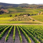 The Complete Wine Tour Brunello, Nobile, Chianti wine experience - Analyzing the Value and Suitability