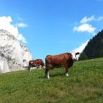 The Grand Dolomites Tour from Lake Garda - Why This Tour Is a Great Value