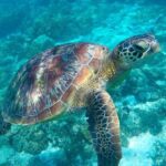 The great snorkeling adventure at the Riviera Maya private tour - FAQs