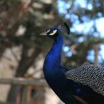 The Limestone Heritage Park and Gardens (Entry Ticket) - A detailed look at what to expect at Limestone Heritage Park and Gardens