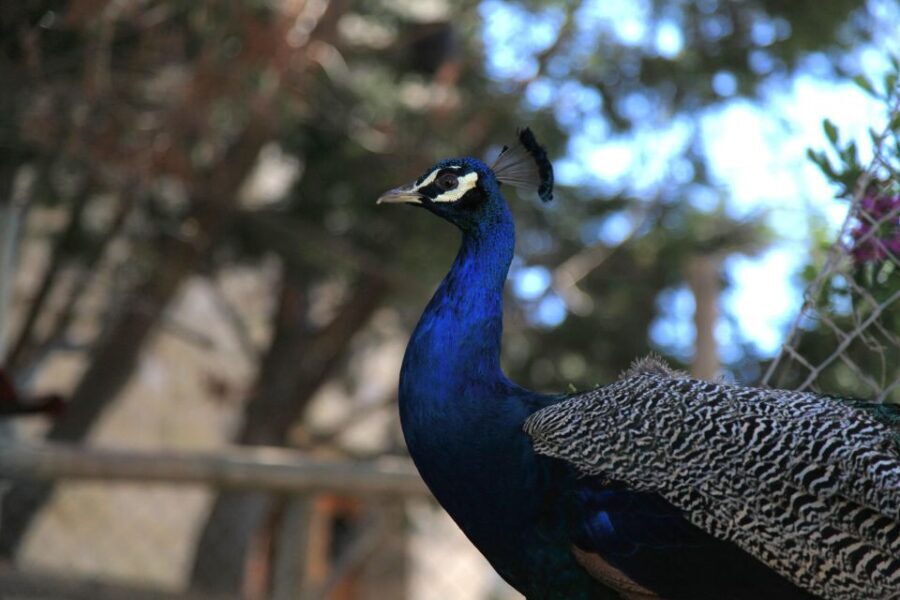 The Limestone Heritage Park and Gardens (Entry Ticket) - A detailed look at what to expect at Limestone Heritage Park and Gardens