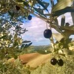 The Maremma - What Critics and Travelers Say