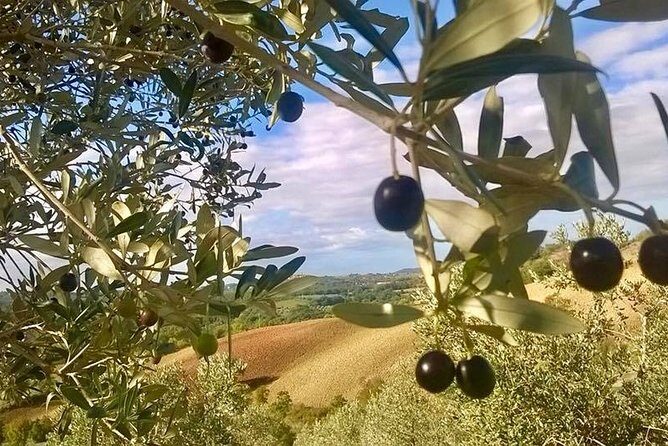 The Maremma - What Critics and Travelers Say
