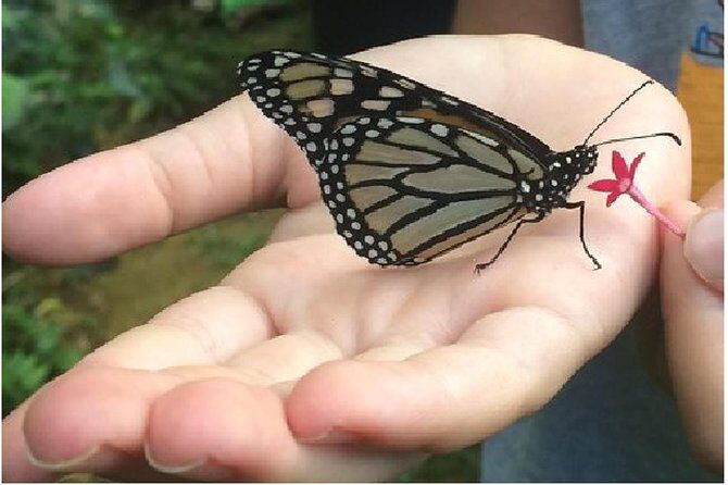 The Maui Butterfly Farm Tour - Authentic Encounters and Honest Impressions