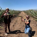 The Mezcal Journey - Why This Tour Is a Great Choice