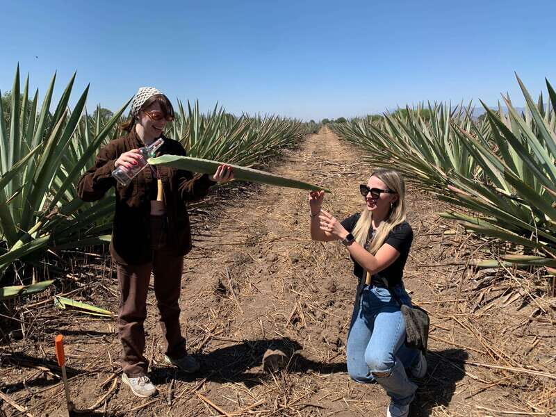 The Mezcal Journey - Why This Tour Is a Great Choice