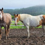 The Montagnarde: Guided horseback ride on mountain trails. - Final Thoughts: Who Will Love This Experience?