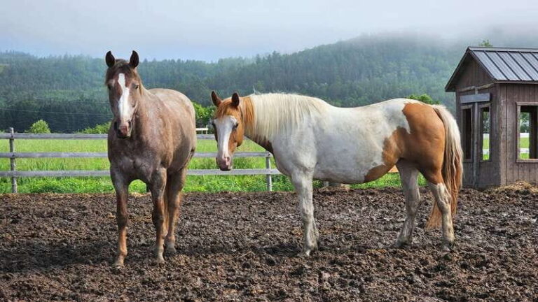 The Montagnarde: Guided horseback ride on mountain trails. - Final Thoughts: Who Will Love This Experience?