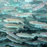 The 'OG' Manatee Snorkel Tour with In-Water Guide/Photographer - The Value of the OG Manatee Snorkel Tour