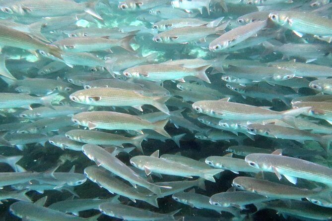 The 'OG' Manatee Snorkel Tour with In-Water Guide/Photographer - The Value of the OG Manatee Snorkel Tour