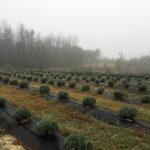 The Olive Grove Tour - In-Depth Review of the Olive Grove Tour