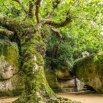 The Other Side of Sintra - Forgotten Woods Tour - Exploring Sintra’s Hidden Corners: A Complete Review