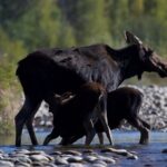 The Premier Wildlife Tours in Rocky Mountain National Park - Why We Think This Tour Is a Great Choice