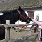 The "Puszta" Horse Show - Authentic Experiences and What You’ll Take Away