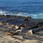 The San Diego Highlights Tour - Who Will Love This Tour?
