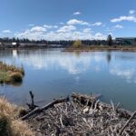 The Ultimate Scavenger Bend! (Citywide) - FAQ