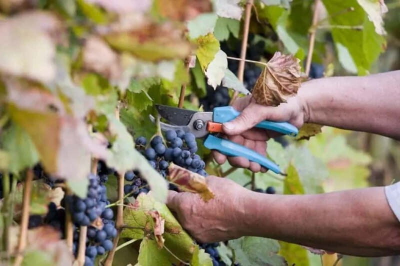 The Vine-Harvest Day Trip in Chania - An Overview of the Experience