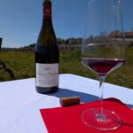 The Vineyard Watchers - A Deep Dive into the Experience