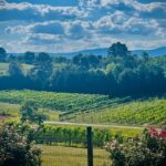 Three Vineyards Half Day Private Wine Tour From Asheville - Who Is This Tour Best Suited For?