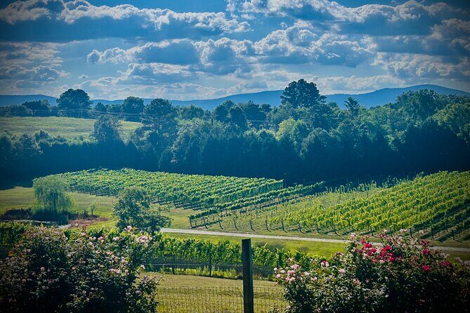 Three Vineyards Half Day Private Wine Tour From Asheville - Who Is This Tour Best Suited For?