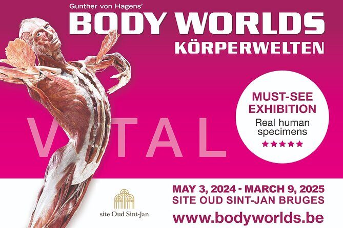 Ticket Expo Body Worlds in Bruges, Belgium - Final Thoughts on the Bruges Body Worlds Exhibition