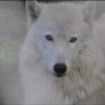 Tidewater: White Wolf Sanctuary Tour and Presentation - Who Will Love This Tour?